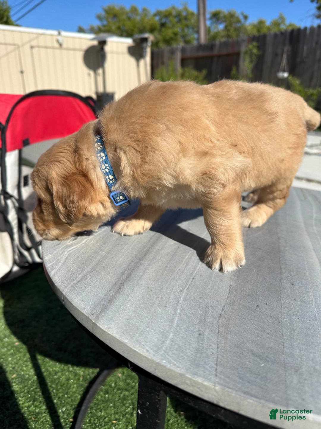 Golden Retriever dogs for sale: Blue - Image 2