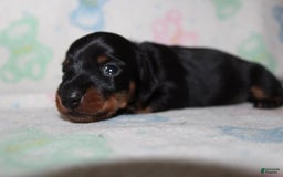 Dachshund dogs for sale: Raven Girl 1 - Image 9