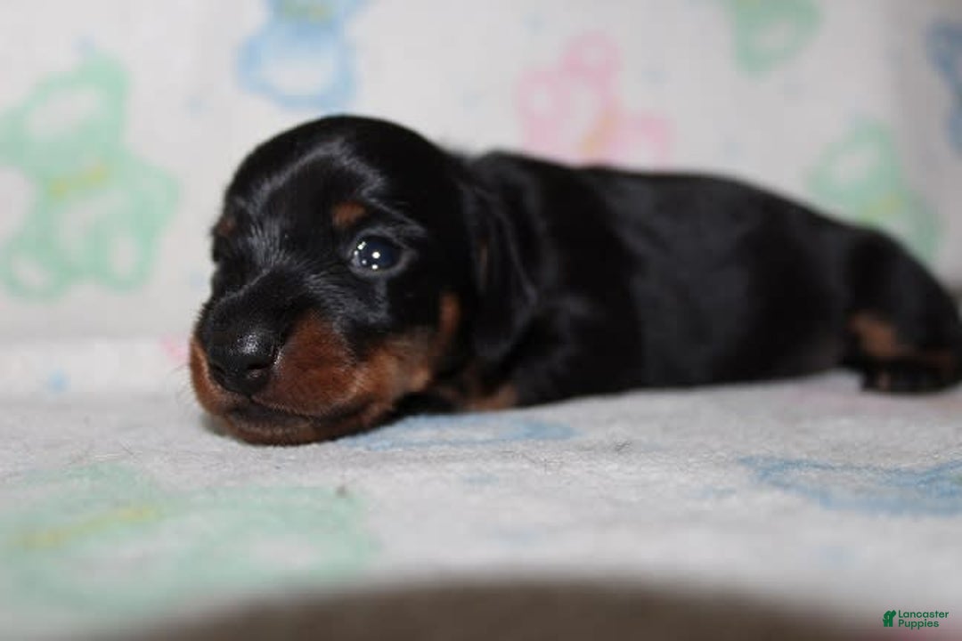 Dachshund dogs for sale: Raven Girl 1 - Image 9