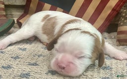 Cavalier King Charles Spaniel dogs for sale: Banner - Image 2