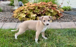 Italian Greyhound dogs for sale: Gordie - Image 6