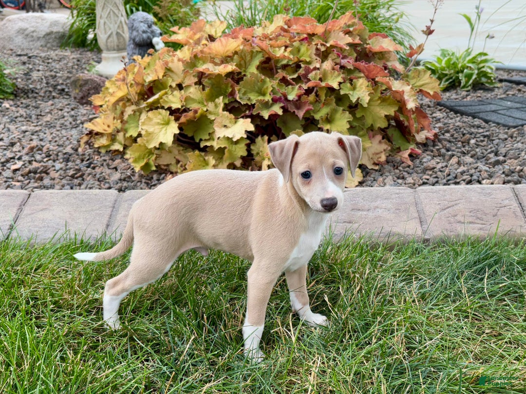 Italian Greyhound dogs for sale: Gordie - Image 6
