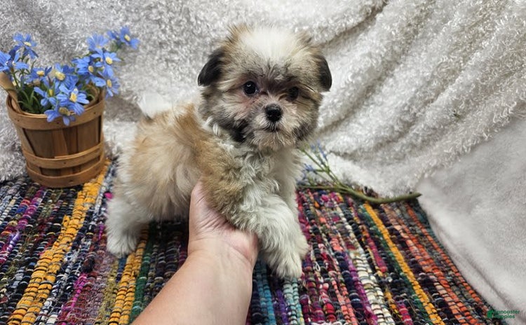 Malshi dogs for sale - Ad 2