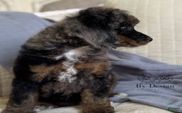 Standard Poodle dogs for sale: Adam - Image 10