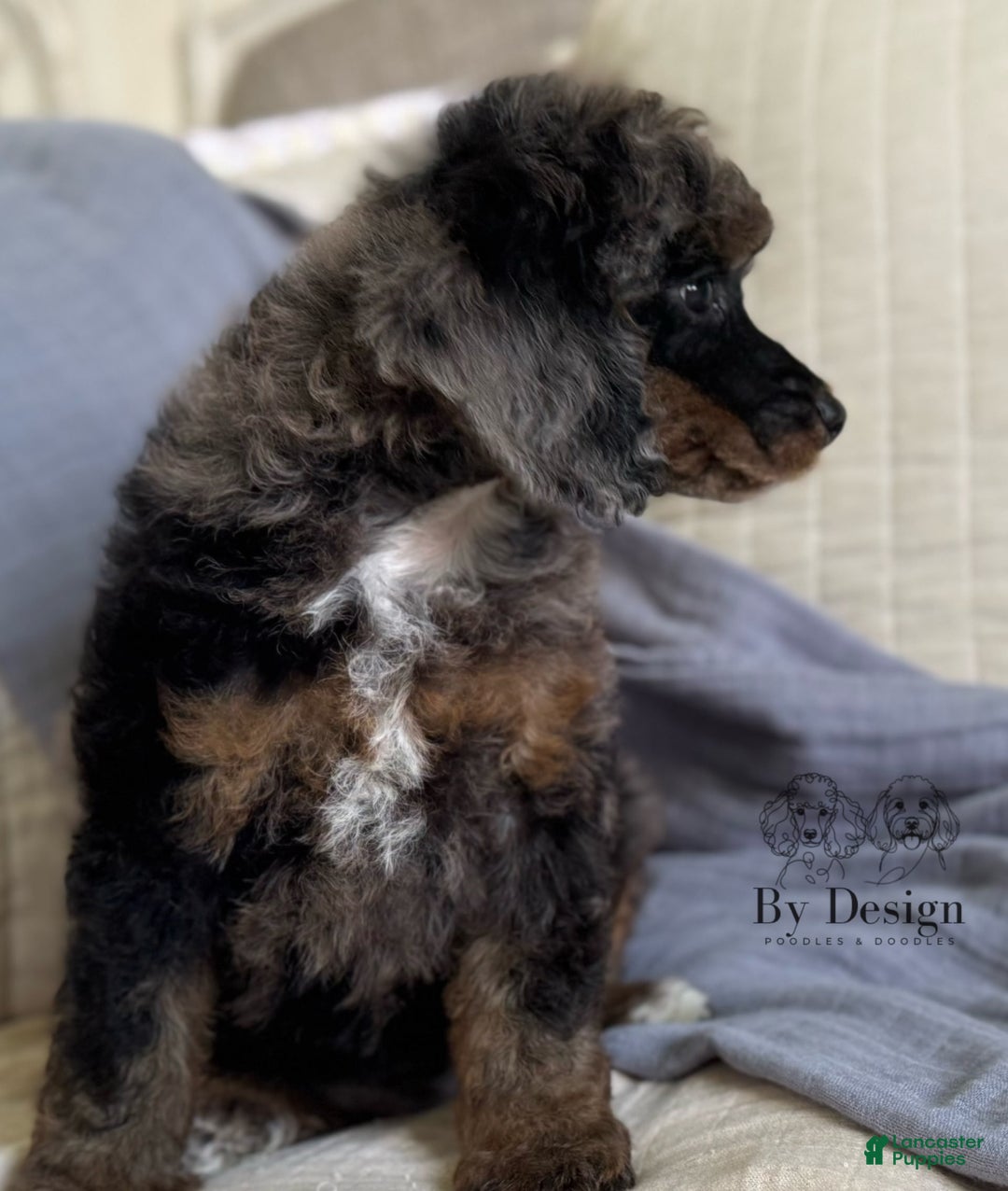 Standard Poodle dogs for sale: Adam - Image 10