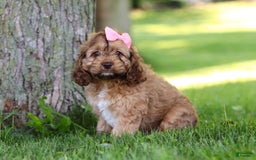 Cockapoo dogs for sale: Birdie - Image 9