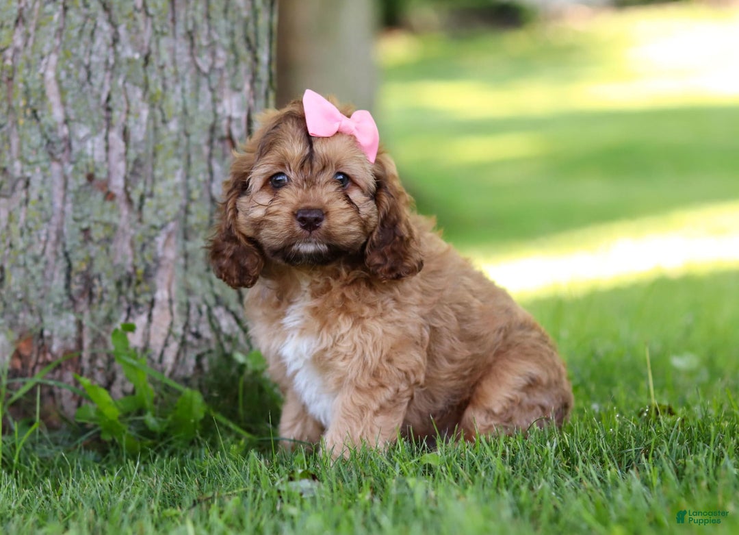 Cockapoo dogs for sale: Birdie - Image 9