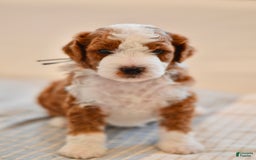 Goldendoodle dogs for sale: Denali - Image 1