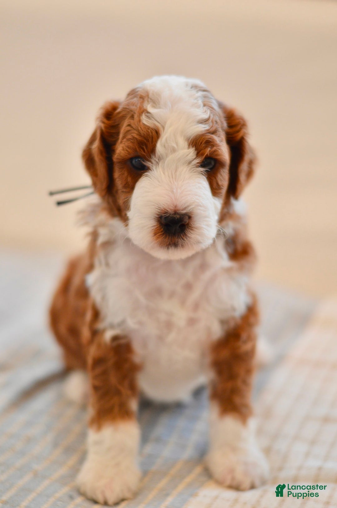 Goldendoodle dogs for sale: Denali - Image 1
