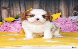 Cavalier King Charles Spaniel dogs for sale: Tenny - Image 1