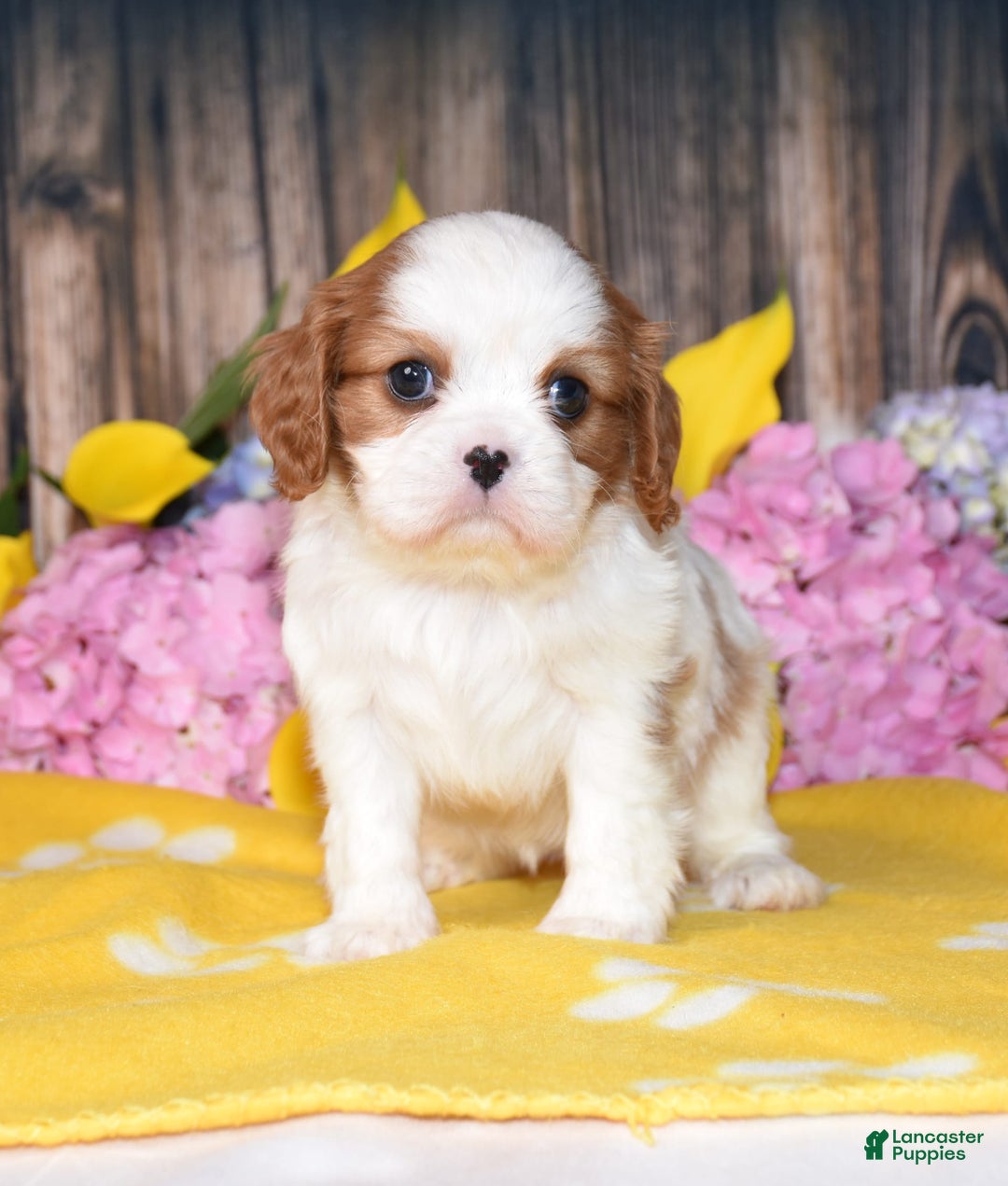 Cavalier King Charles Spaniel dogs for sale: Tenny - Image 1