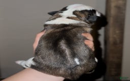 Saint Bernard dogs for sale: Tulip - Image 2