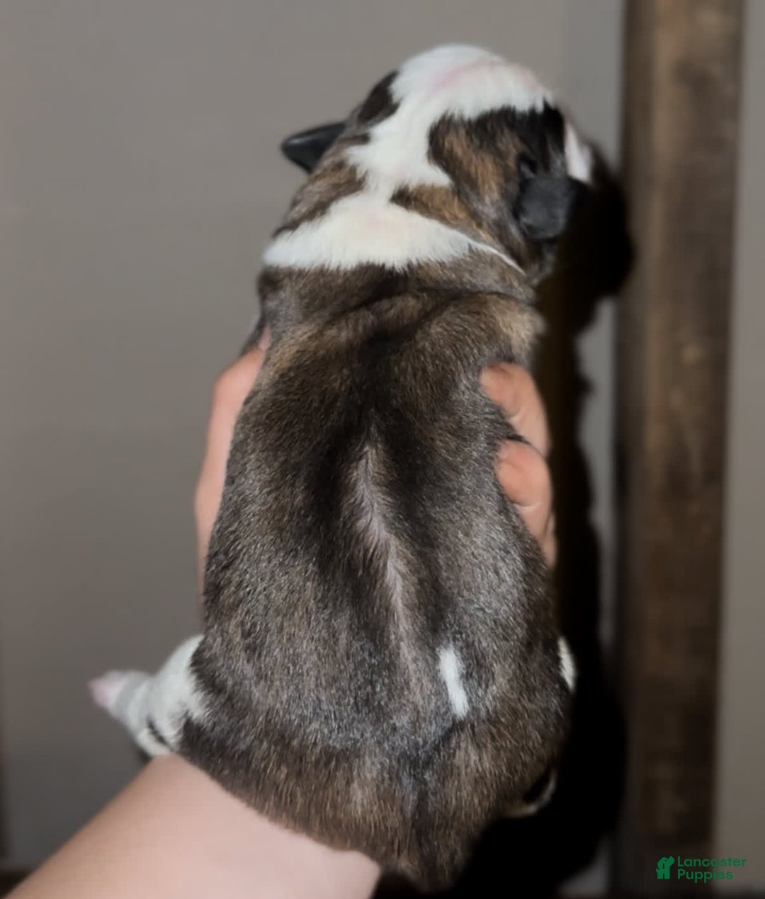 Saint Bernard dogs for sale: Tulip - Image 2