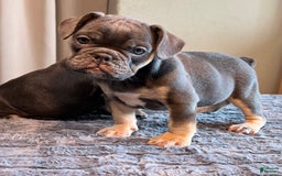 English Bulldog dogs for sale: Blue Boy - Image 2