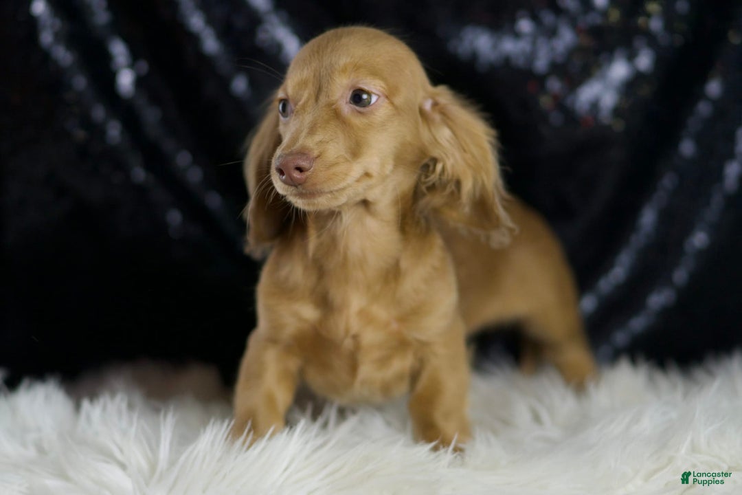 Miniature Dachshund dogs for sale: Miniature Dachshund 3 puppies - Image 3
