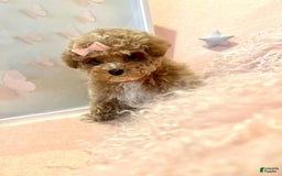 Toy Poodle dogs for sale: Primrose - Image 1