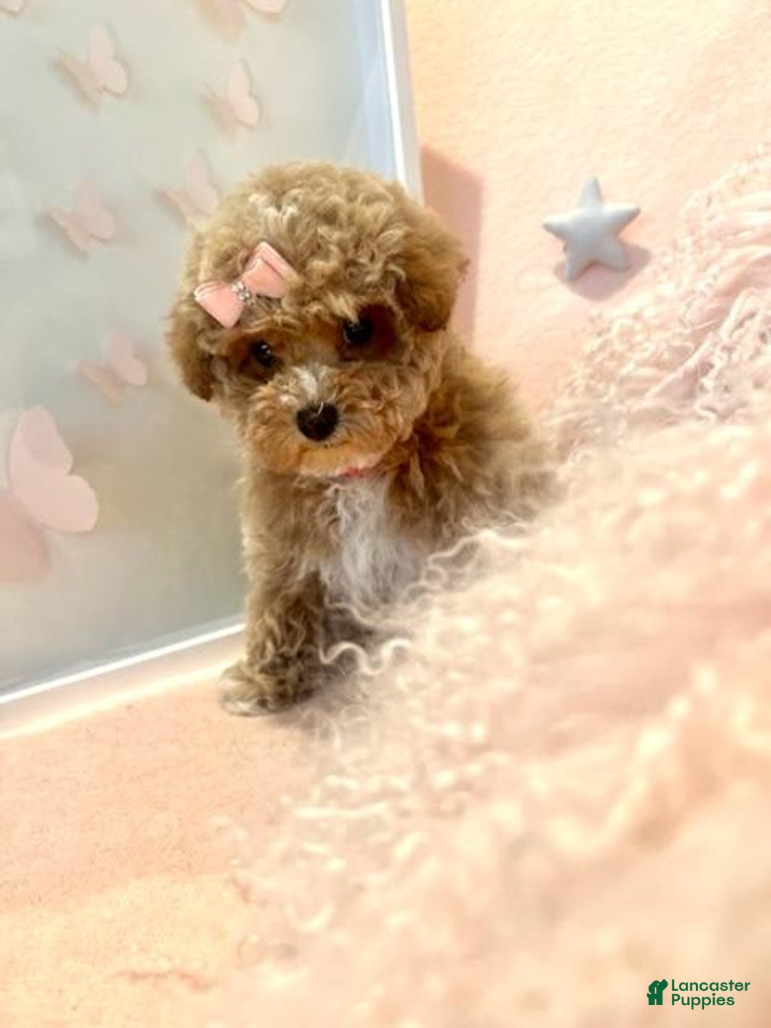 Toy Poodle dogs for sale: Primrose - Image 1