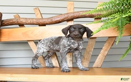 German Shorthaired Pointer dogs for sale: Basil - Image 1