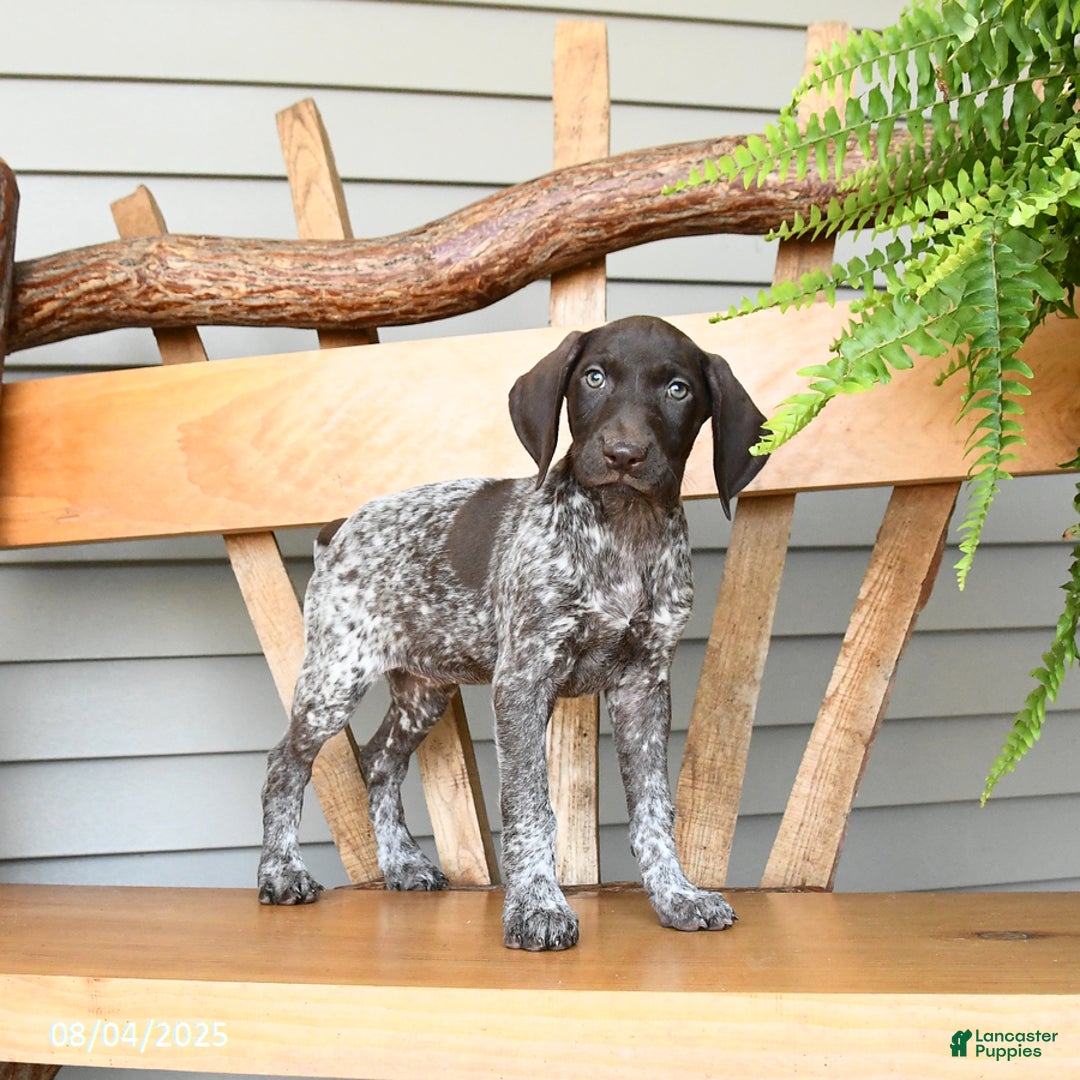 German Shorthaired Pointer dogs for sale: Basil - Image 1