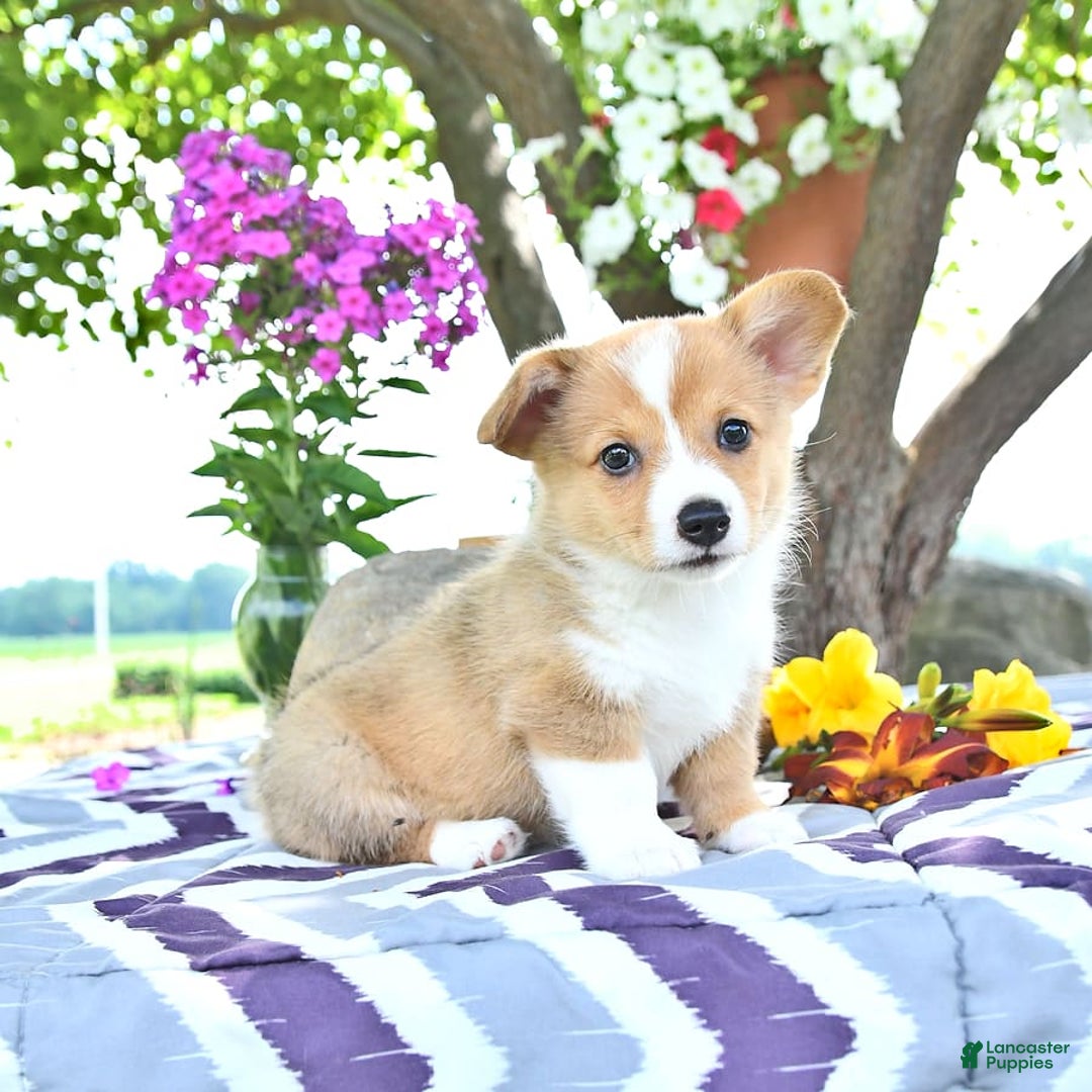 Welsh Corgi Pembroke dogs for sale: Hope - Image 13
