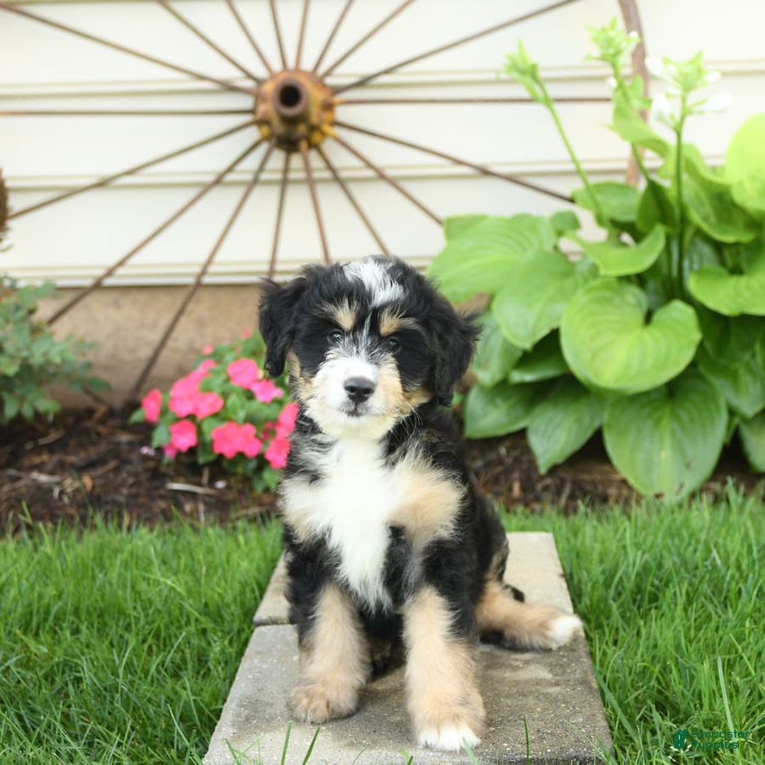 Mini Bernedoodle dogs for sale: Prince - Image 7