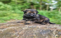 German Shepherd dogs for sale: Karma - Image 8