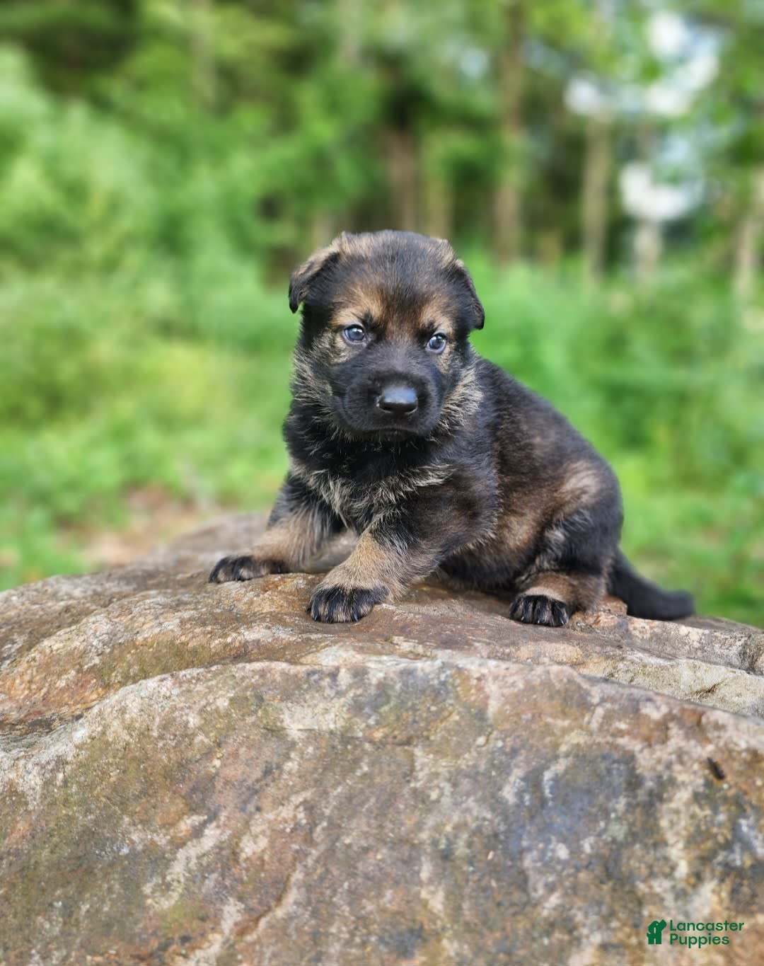 German Shepherd dogs for sale: Karma - Image 8