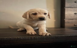 Labrador Retriever dogs for sale: Frannie - Image 1