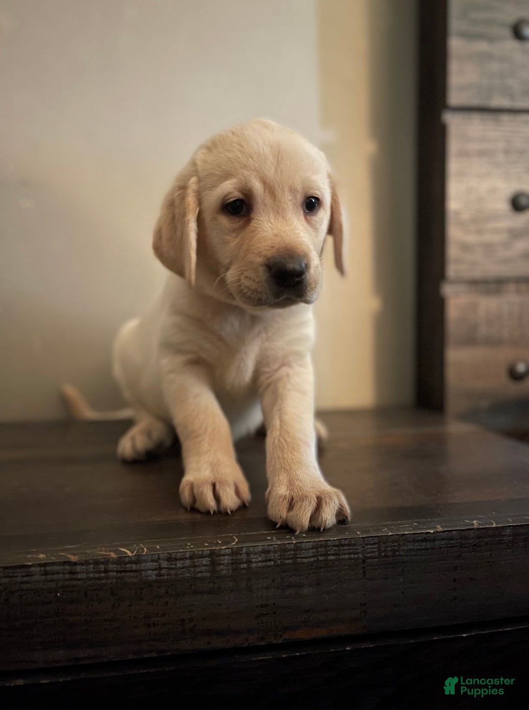 Labrador Retriever dogs for sale: Frannie - Image 1