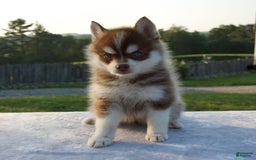 Pomsky dogs for sale: Misha - Image 2