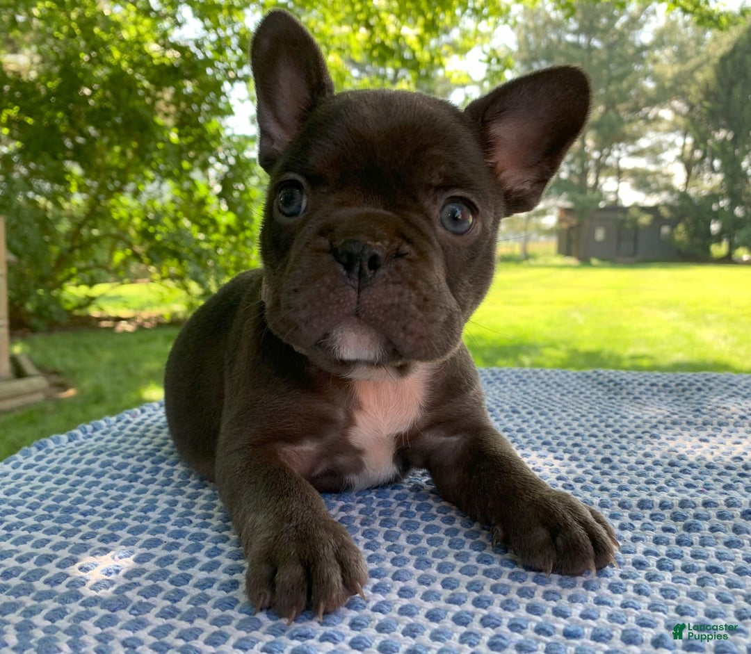 French Bulldog dogs for sale: Belle - Image 1
