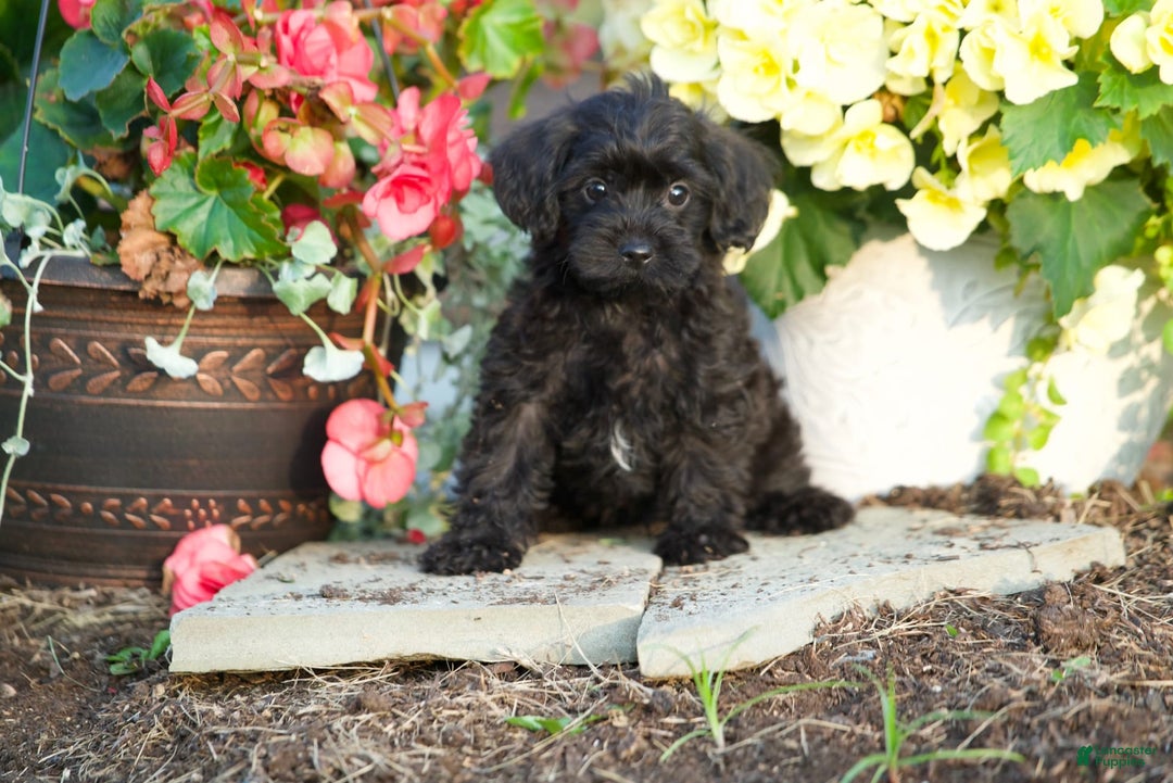 Yorkiepoo dogs for sale: Patrick - Image 1