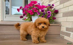 Maltipoo dogs for sale: Gorgeous - Image 18