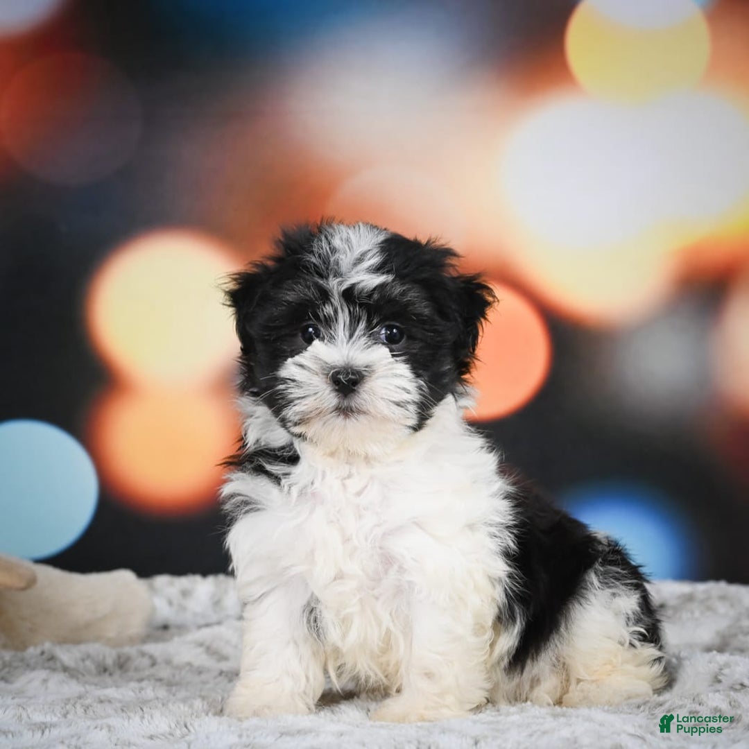 Havanese dogs for sale: Lexi - Image 5