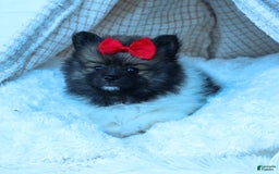 Pomeranian dogs for sale: Betzy - Image 24