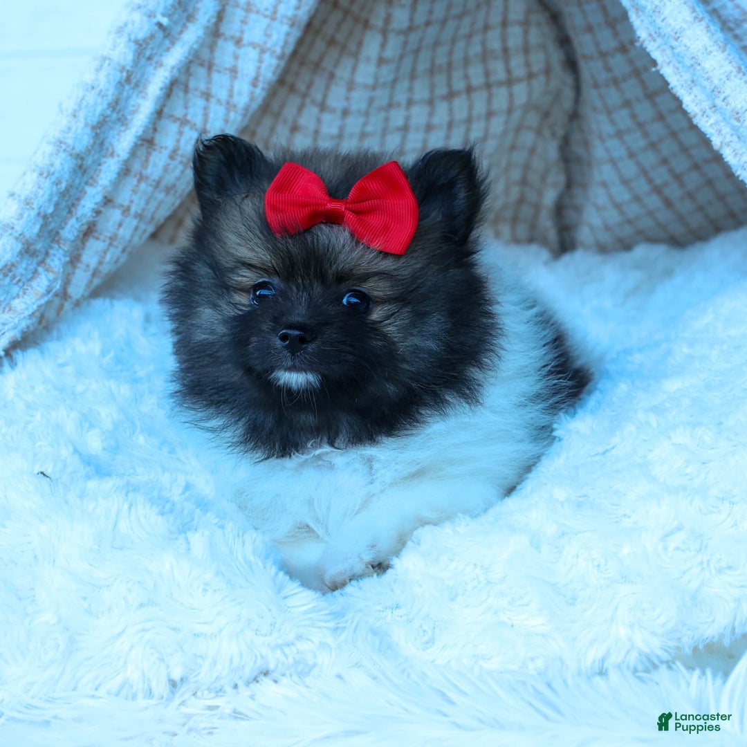 Pomeranian dogs for sale: Betzy - Image 24
