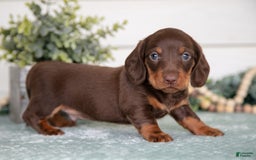 Miniature Dachshund dogs for sale: Miniature Dachshund 4 puppies - Image 7