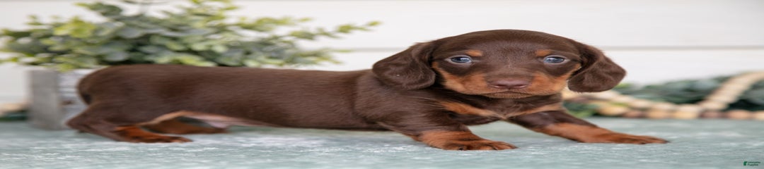 Peanut