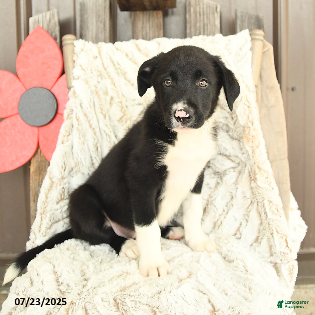 Border Collie dogs for sale: Nickles - Image 2