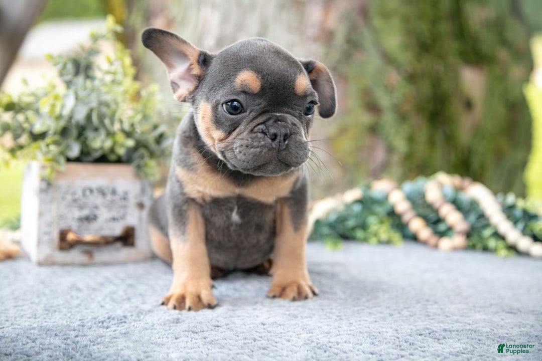 French Bulldog dogs for sale: Bear - Image 3