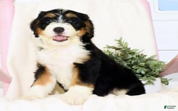 Mini Bernedoodle dogs for sale: Skye - Image 8