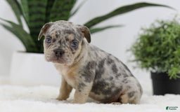French Bulldog dogs for sale: French Bulldog 5 puppies - Image 29