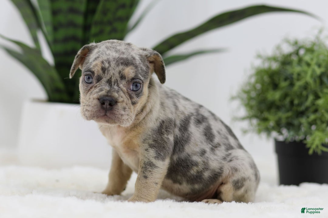 French Bulldog dogs for sale: French Bulldog 5 puppies - Image 29