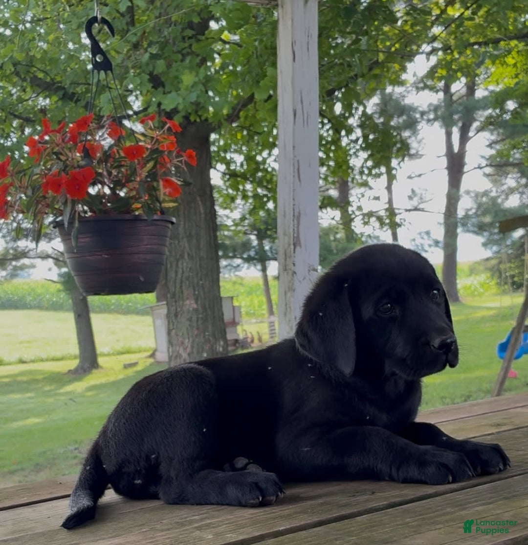 Labrador Retriever dogs for sale: Rosie - Image 6