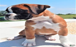 Boxer dogs for sale: Catie - Image 3