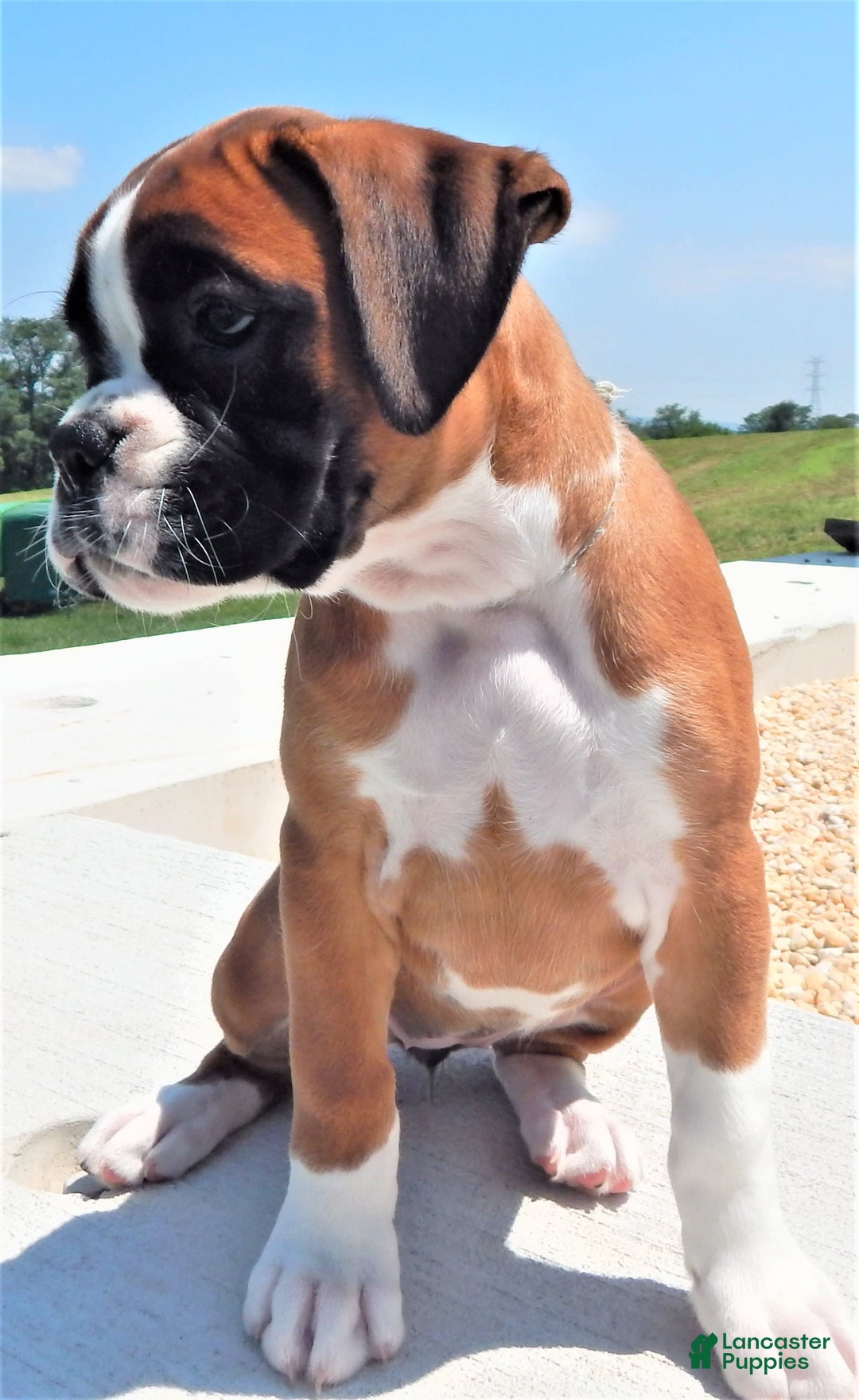 Boxer dogs for sale: Catie - Image 3