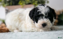 Miniature Poodle dogs for sale: Murry - Image 1