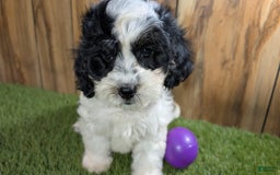 Cavapoo dogs for sale: Missy Girl 3 - Image 3