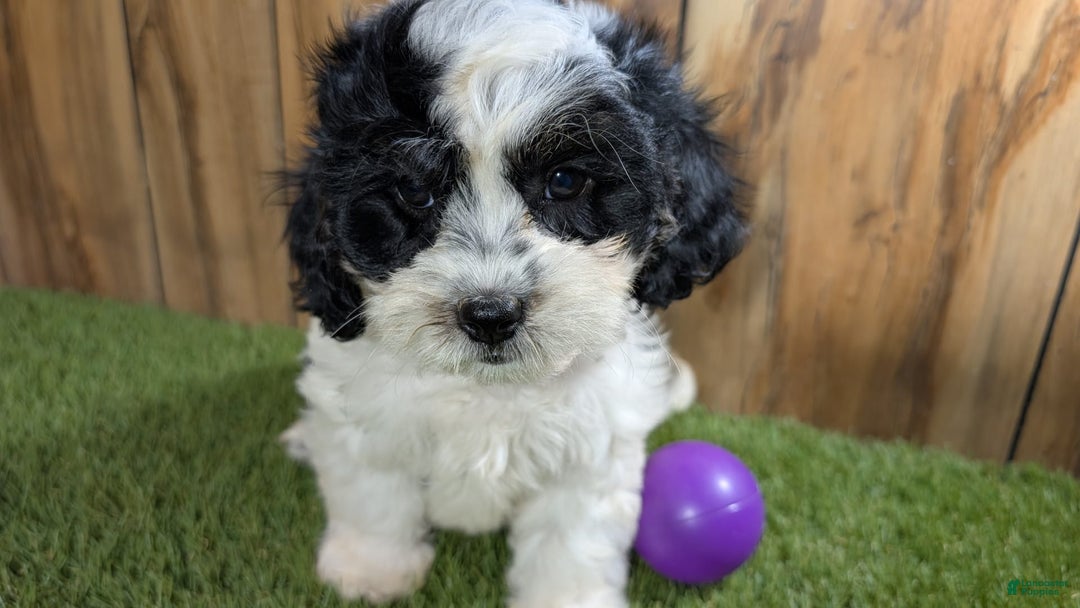 Cavapoo dogs for sale: Missy Girl 3 - Image 3