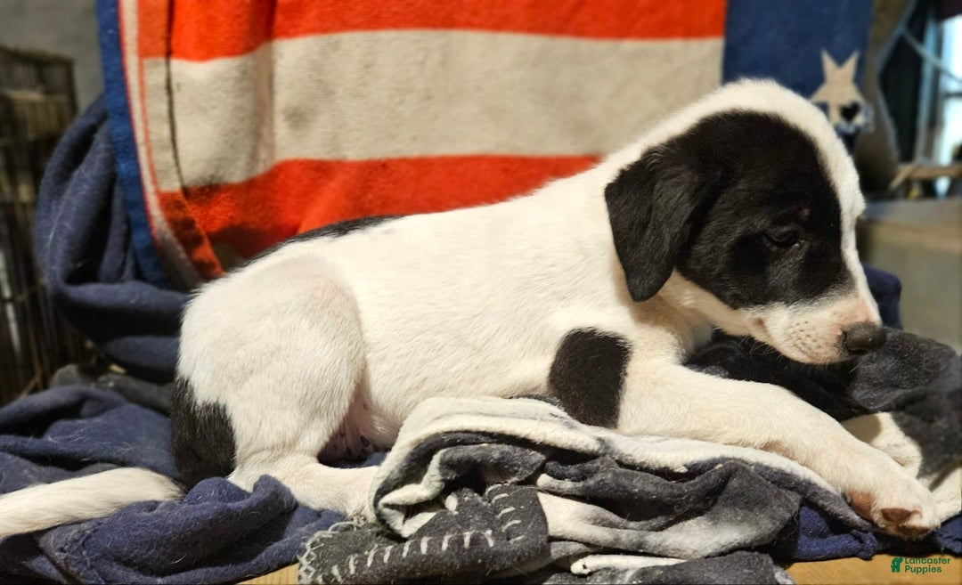 Border Collie dogs for sale: Hondo - Image 5